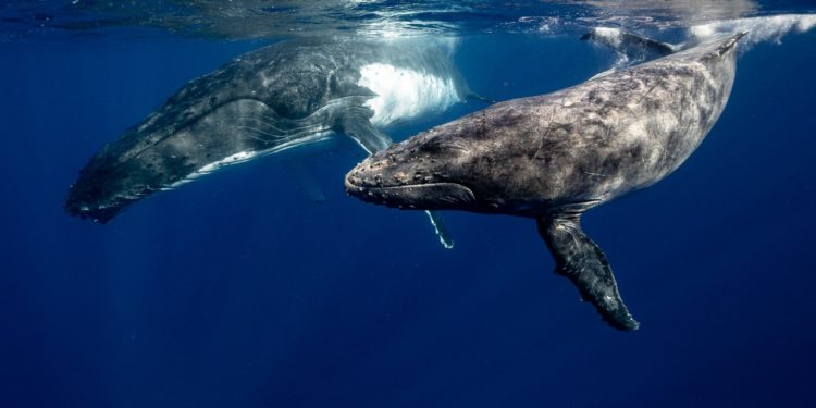 saldo-bitcoin-ballenas-instituciones