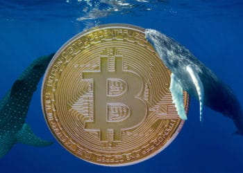 Moneda de bitcoin rodeado de ballenas. Composición por CriptoNoticias. gargantiopa / elements.envato.com; pcowell / elements.envato.com; Mint_Images / elements.envato.com
